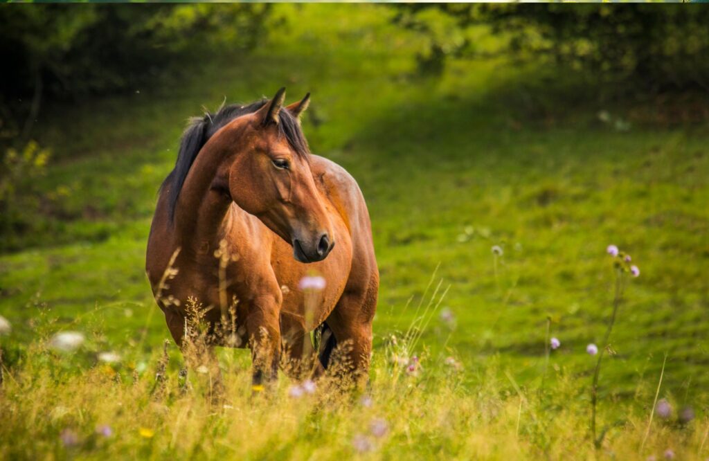 Pferd auf der Weide als Basis einer individuellen Kräuterberatung.