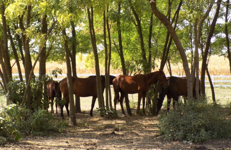 Kräuter als natürlicher Teil der Pferdewelt