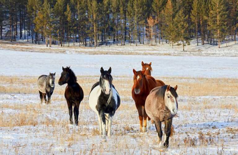 Winterkräuter für Pferde