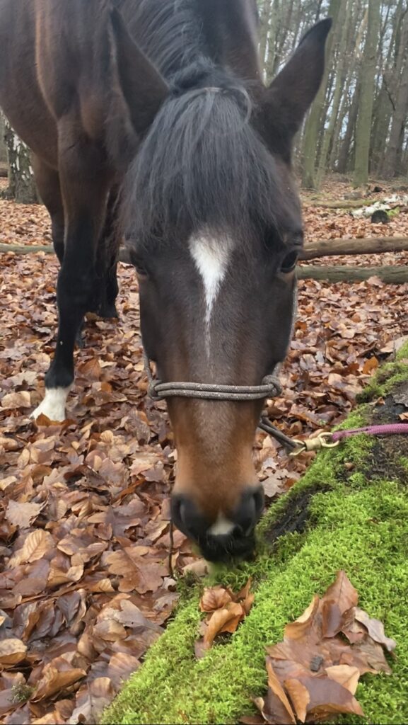Pferd in natürlicher Umgebung als Grundlage der Kräuterberatung für Pferde