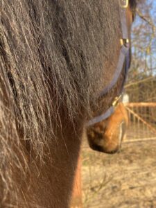 Fellechsel beim Pferd