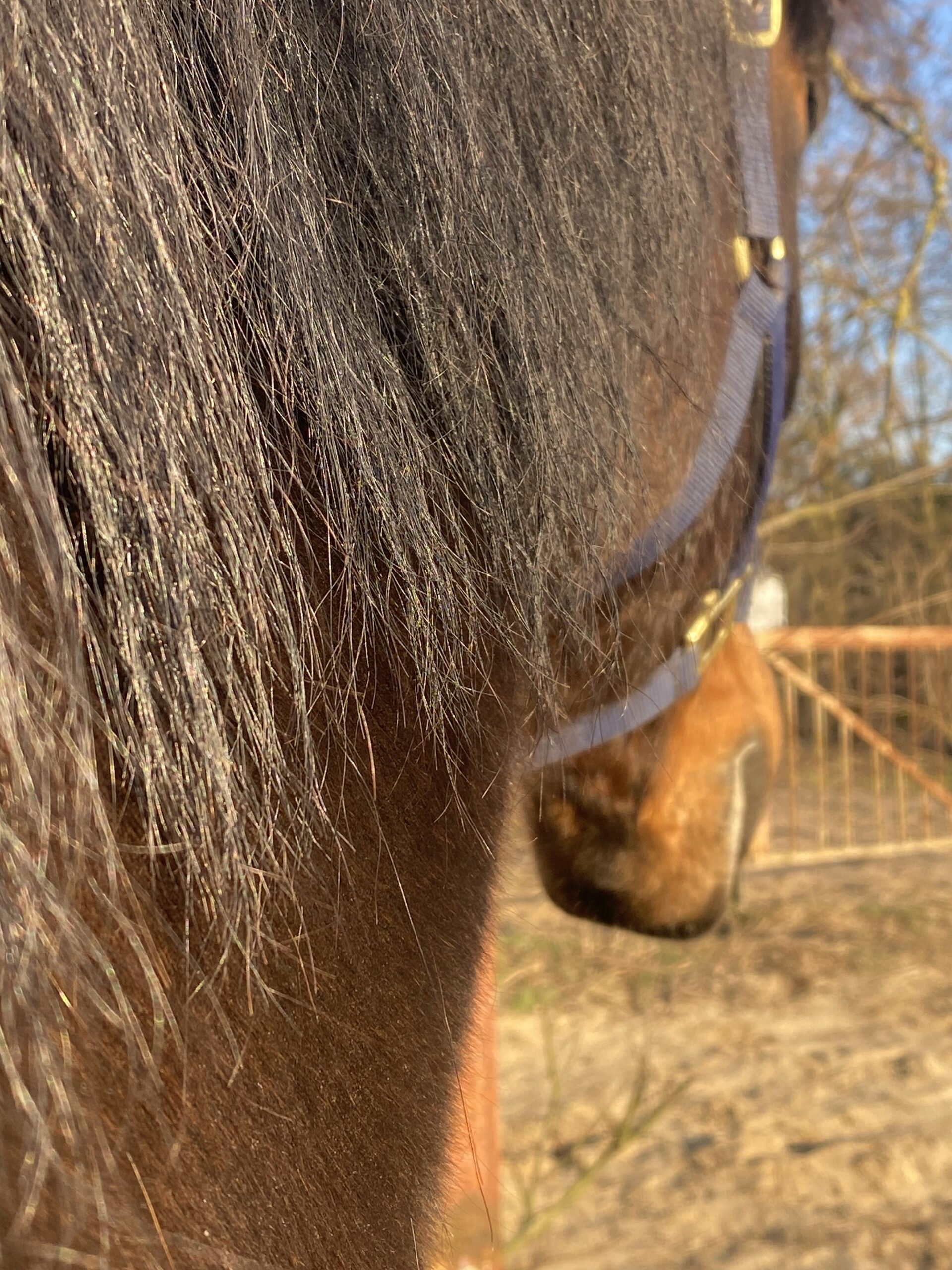 Fellechsel beim Pferd