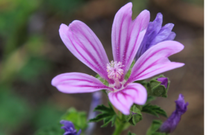 Malvenblüte als Schleimpflanze