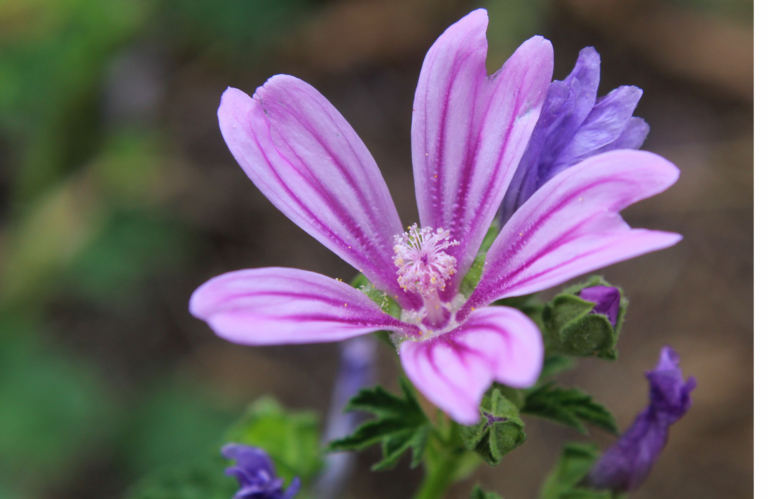 Malvenblüte als Schleimpflanze