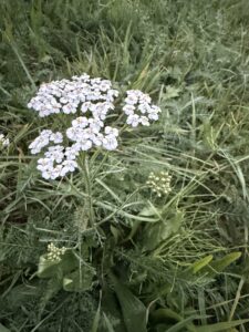 Schafgarbe erkennen – daran erkennst du Achillea millefolium